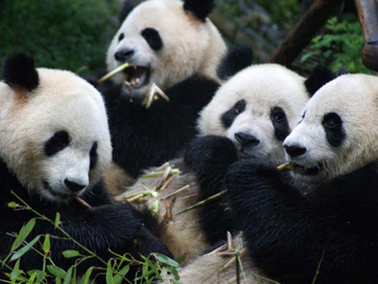 Panda’s, mountaintrail & homestay