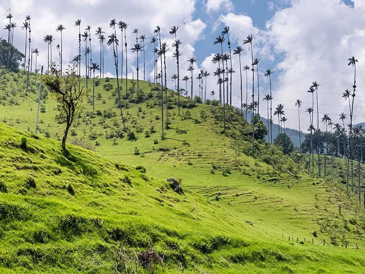 14-daagse individuele rondreis Colombia