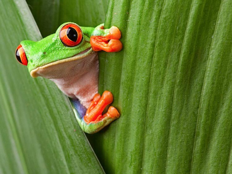 Hoogtepuntenreis door Costa Rica