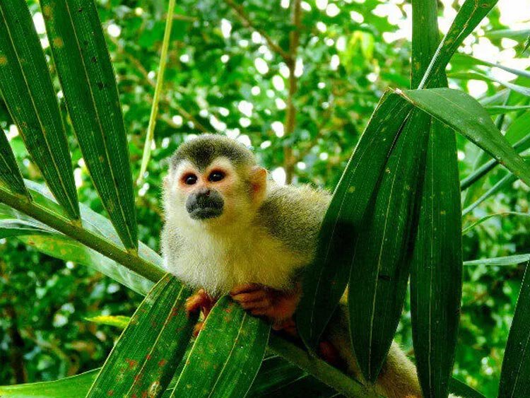 Costa Rica rondreis op maat