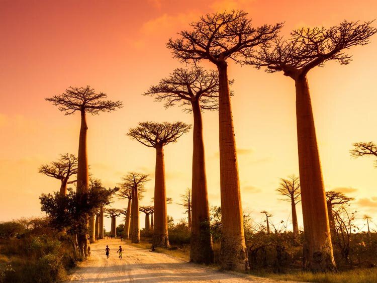 Madagaskar hoogtepunten