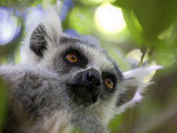 Regenwoud, baobabs, lemuren en walvissen in Madagaskar