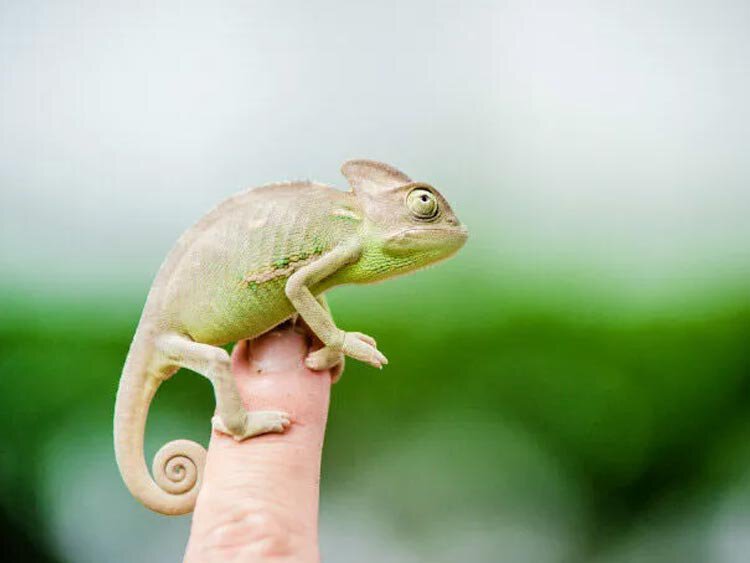 Familiereis Madagaskar