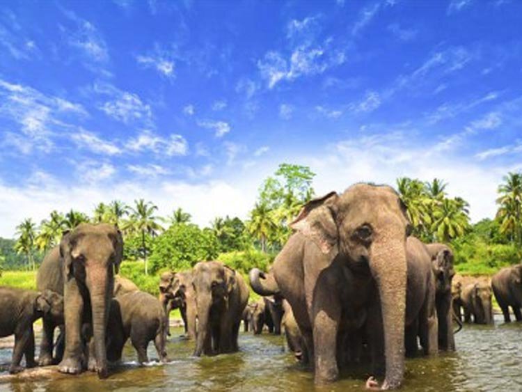Original Sri Lanka