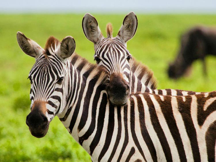 Tanzania hoogtepunten rondreis