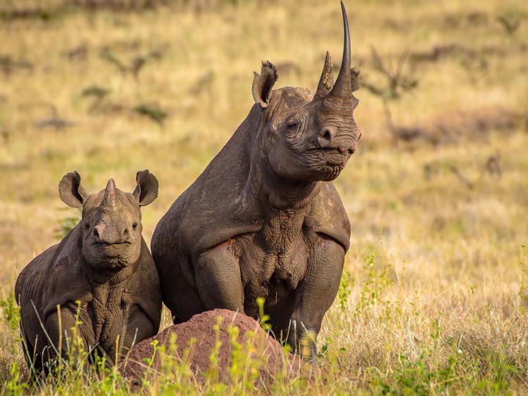5 daagse Tanzania vakantie