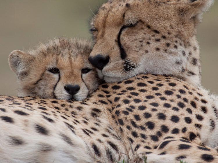 7 daagse Safari Tanzania