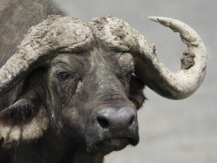 9 daagse safari vakantie Tanzania