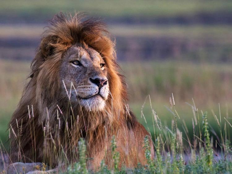 15 daagse rondreis Tanzania + Zanzibar
