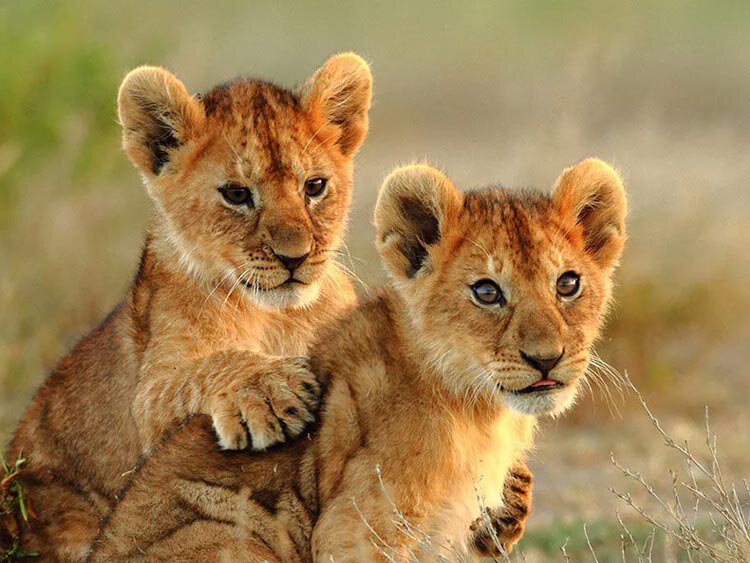 Rondreis Tanzania met kinderen