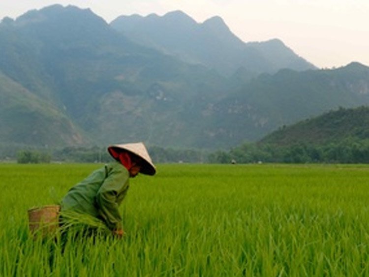 Vietnam rondreis lokaal geregeld