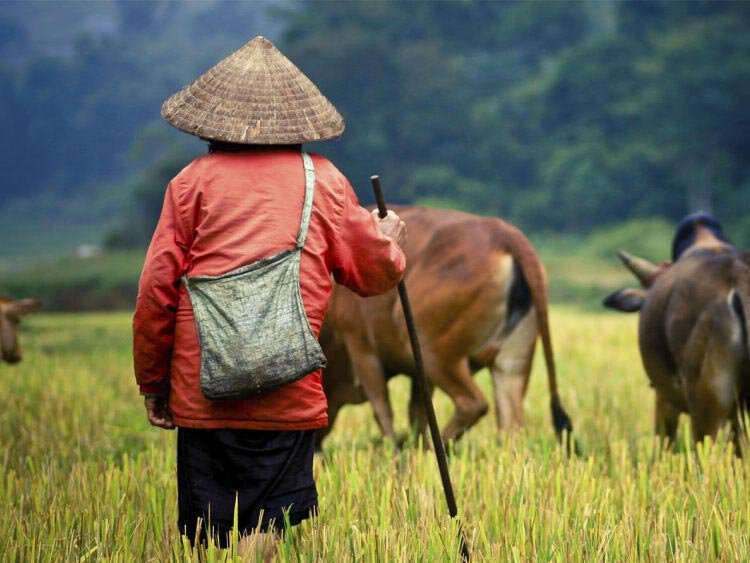 Ongerept Vietnam