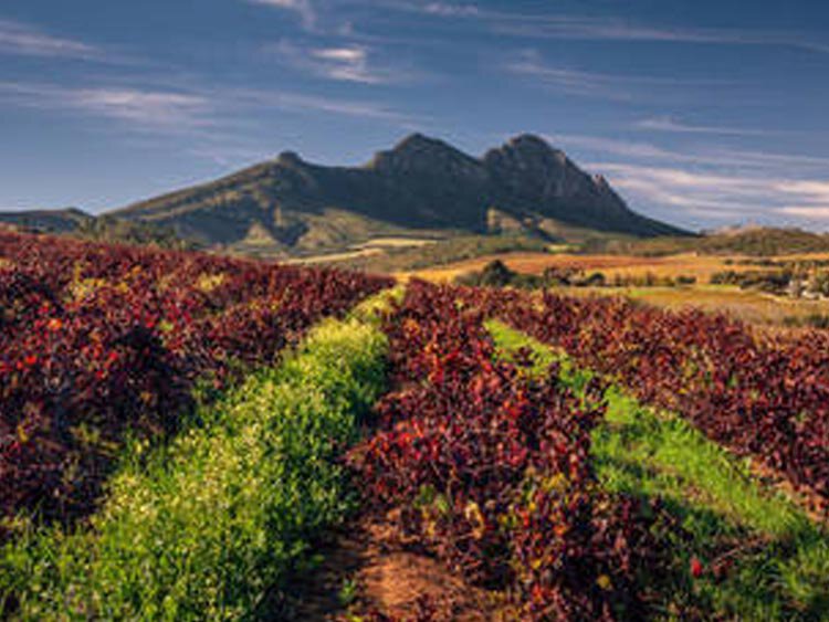 Rondreis Zuid-Afrika: Wijn, wildparken en Wild Coast