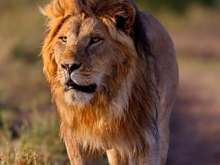 Rondreis Zuid-Afrika: Betovering in de Bush