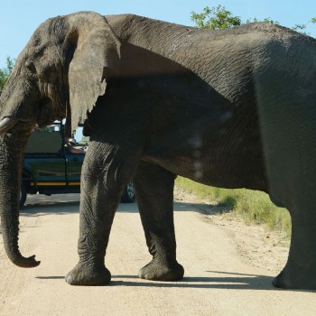 Olifant in Kruger