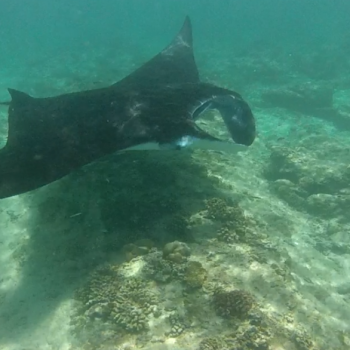 Manta op Boduhiti Corner - Noord Malé Atoll Malediven