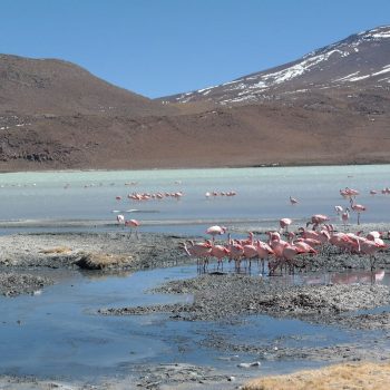 Laguna Hedionda (3 daagse jeeptour- Salar de Uyuni)