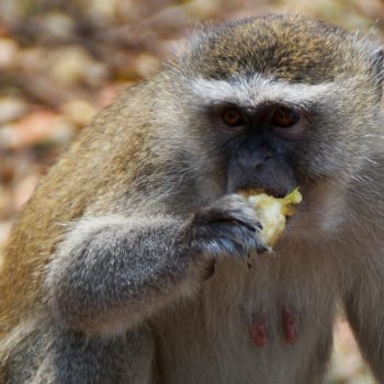 Wildlife bij Victoria falls