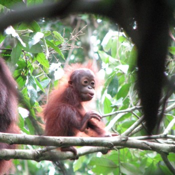 baby oerang oetang in het wild gespot