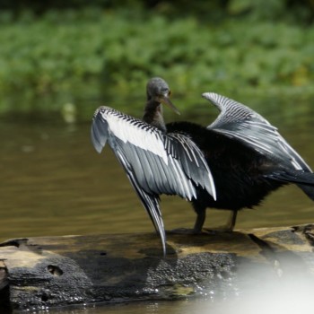 Gespot in Tortuguero