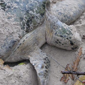 Green turtle op weg terug naar de zee na het eieren leggen