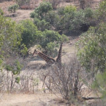 Giraffes