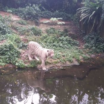 Witte tijgers in de Singapore Zoo 
