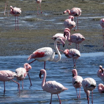 Een mooi schouwspel van flamingo,s