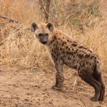 Hyena