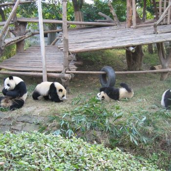 Chengdu Panda center