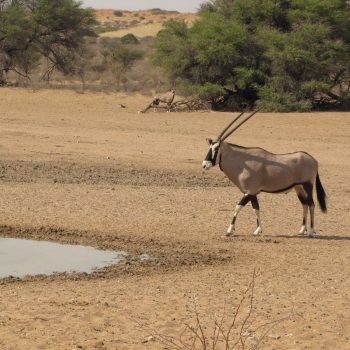 De Gemsbok, het dier van Namibië
