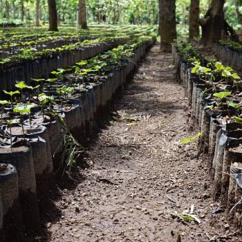 Koffieplantage in Antigua