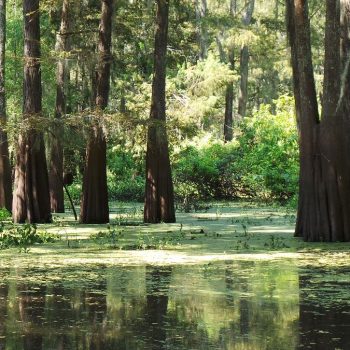 Swamp bij Henderson Lake