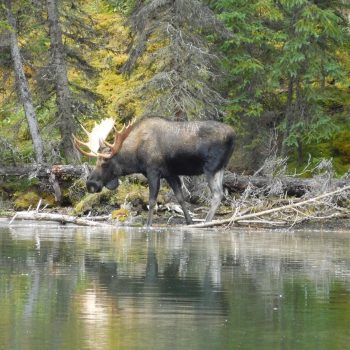 a moose 