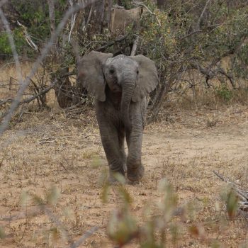 Jong olifantje in Kruger