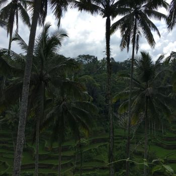 Rijstvelden bij Ubud