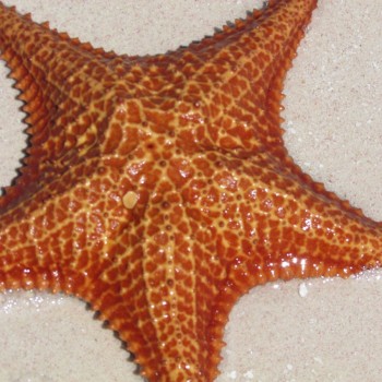 Zeester  Estrella del Mar