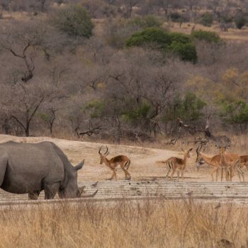 waterplas met witte neushoorn, impala's, vogels, wrattenzwijnen