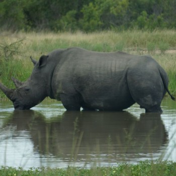 Nijlpaard in Kruger