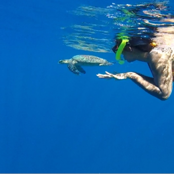 Zeeschilpad op Makunudu Garden - Noord Malé Atoll Malediven