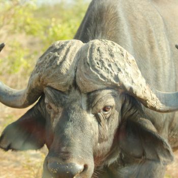 Buffel van dichtbij