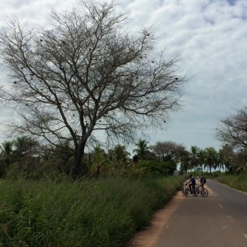 Lekker 'Nederlands' op de fiets naar Senegal. Onderweg een stop bij deze prachtige Baobab.
