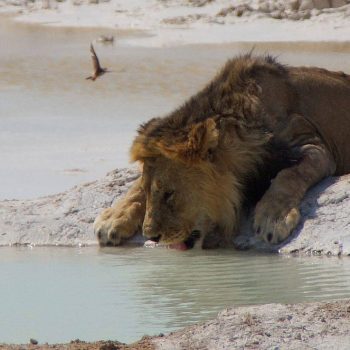 Drinken bij de waterhole