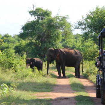 Uda Walawe National Park