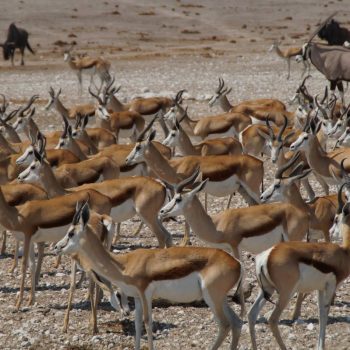 Springbokkies wachten om iets te drinken tot de leeuw weg is