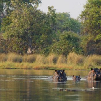 Familie nijlpaard in de Delta