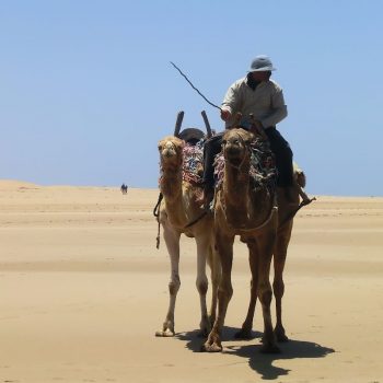 Dromedarissen op het strand