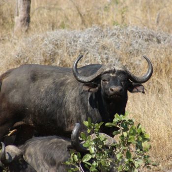 Buffel in Kruger