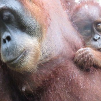 De oeran oetangs op Sumatra