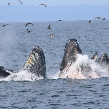Monterey - Walvissen spotten